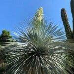 Yucca elata Floare