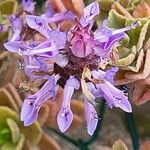 Coleus caninus Flower