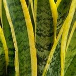 Dracaena trifasciata Leaf