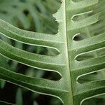 Pteris linearis Leaf