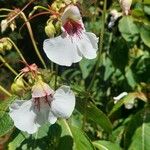 Impatiens tinctoria Žiedas