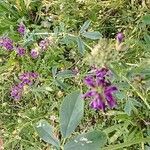 Medicago sativaBlüte