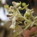 Polystachya odorata Flower