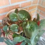 Begonia hydrocotylifolia Ліст