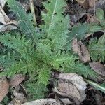 Cirsium discolor Hoja