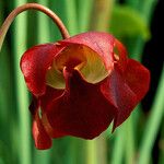 Sarracenia rubra Virág