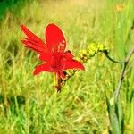 Crocosmia paniculata Flower