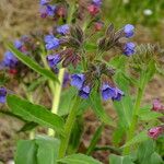 Pulmonaria mollis Blad