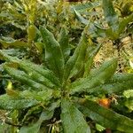 Macadamia tetraphylla Leaf