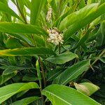 Alpinia zerumbet Flower