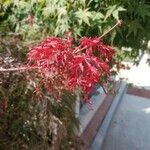 Acer japonicumYaprak