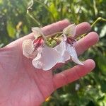 Impatiens tinctoria Цвят