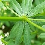 Galium album Blad