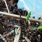 Lysichiton americanus Levél