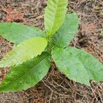 Castanea dentata Liść