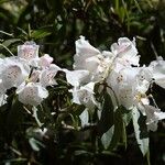 Rhododendron morii Blüte