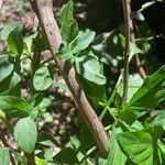 Ocimum carnosum Coajă