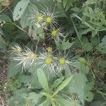 Clematis virginiana Fruit