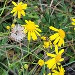 Senecio inaequidensŽiedas