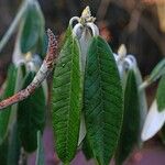 Rhododendron lanigerum Folha