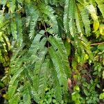 Pentaclethra eetveldeana Leaf