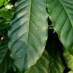 Coffea arabica Leaf