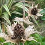 Eryngium giganteum Frucht