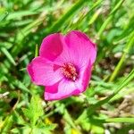 Modiolastrum gilliesii Flower