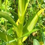 Himantoglossum hircinum Hoja