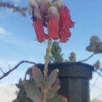 Kalanchoe marnieriana Flower