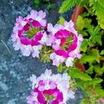 Verbena × hybrida Blomst