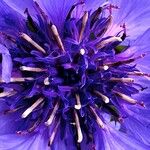 Centaurea cyanus Други