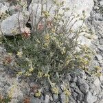 Artemisia glacialis Цвят