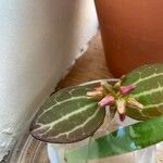 Dischidia ovata Leaf