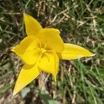 Tulipa sylvestris 花