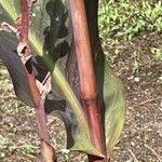 Canna × hybrida Bark