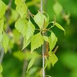 Betula pubescens 葉