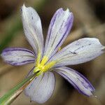 Sisyrinchium halophilum Flor