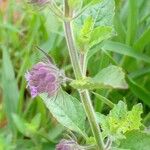 Marsypianthes chamaedrys Blomst