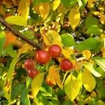 Malus spp. 果實