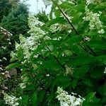 Hydrangea paniculata Natur