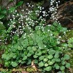 Saxifraga × geum