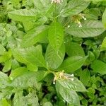 Rauvolfia serpentina موطن