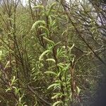 Salix rosmarinifolia ഇല