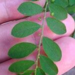 Phyllanthus tenellus Leaf