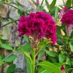 Celosia argentea Flor