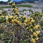 Acacia paradoxa Květ