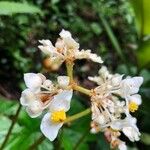 Ardisia standleyana Λουλούδι