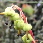 Pyrola chlorantha Flower