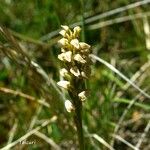 Neotinea maculata Blomma